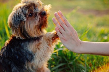 Corona-Krise führt zu Haustier-Boom - Der richtige Versicherungsschutz für Hunde