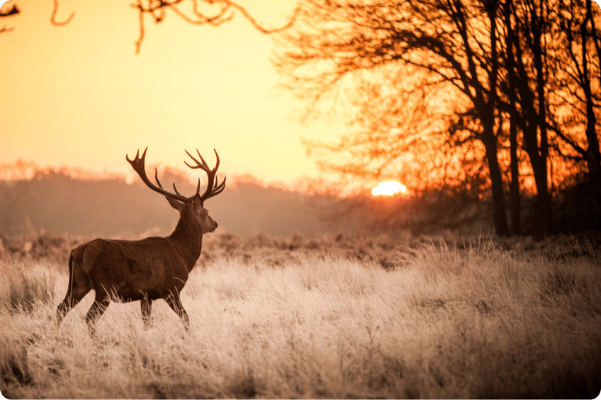Schutz im Revier: Jagdhaftpflichtversicherung