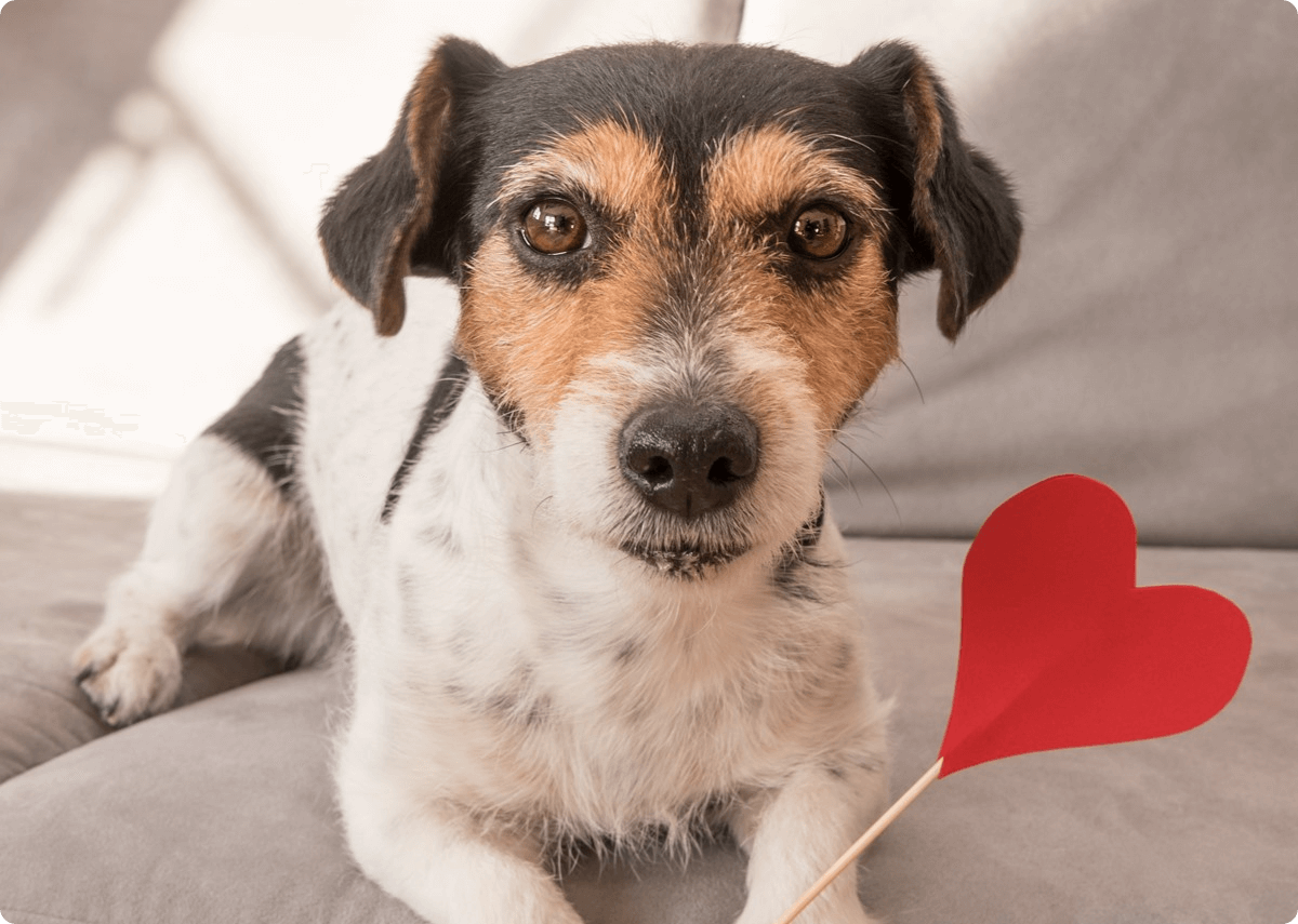 Tierkrankenversicherung -  Versicherung mit Herz